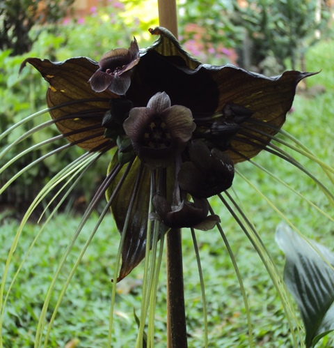 [Foto de planta, jardin, jardineria]