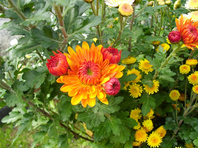 [Foto de planta, jardin, jardineria]