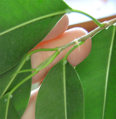 [Foto de planta, jardin, jardineria]