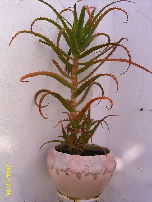 [Foto de planta, jardin, jardineria]