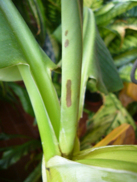 [Foto de planta, jardin, jardineria]