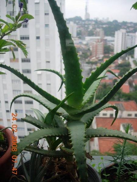 [Foto de planta, jardin, jardineria]