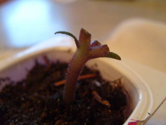 [Foto de planta, jardin, jardineria]