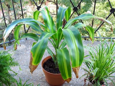 [Foto de planta, jardin, jardineria]