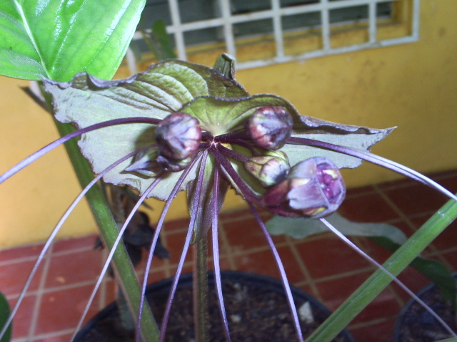 [Foto de planta, jardin, jardineria]