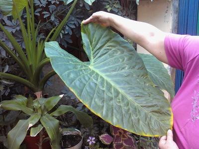 [Foto de planta, jardin, jardineria]