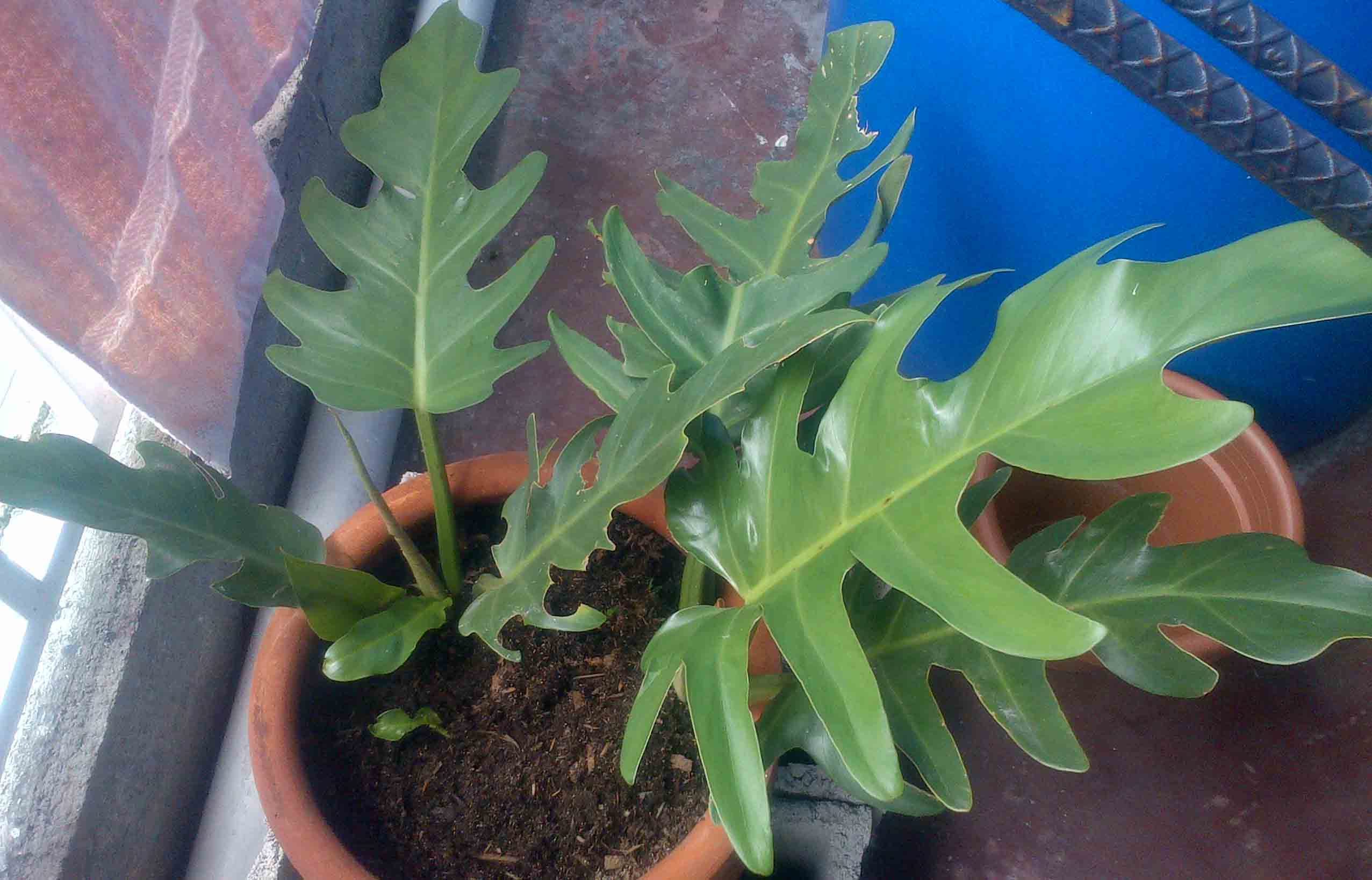 [Foto de planta, jardin, jardineria]