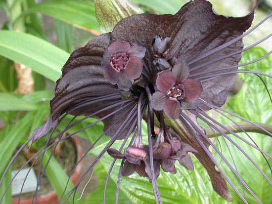 [Foto de planta, jardin, jardineria]