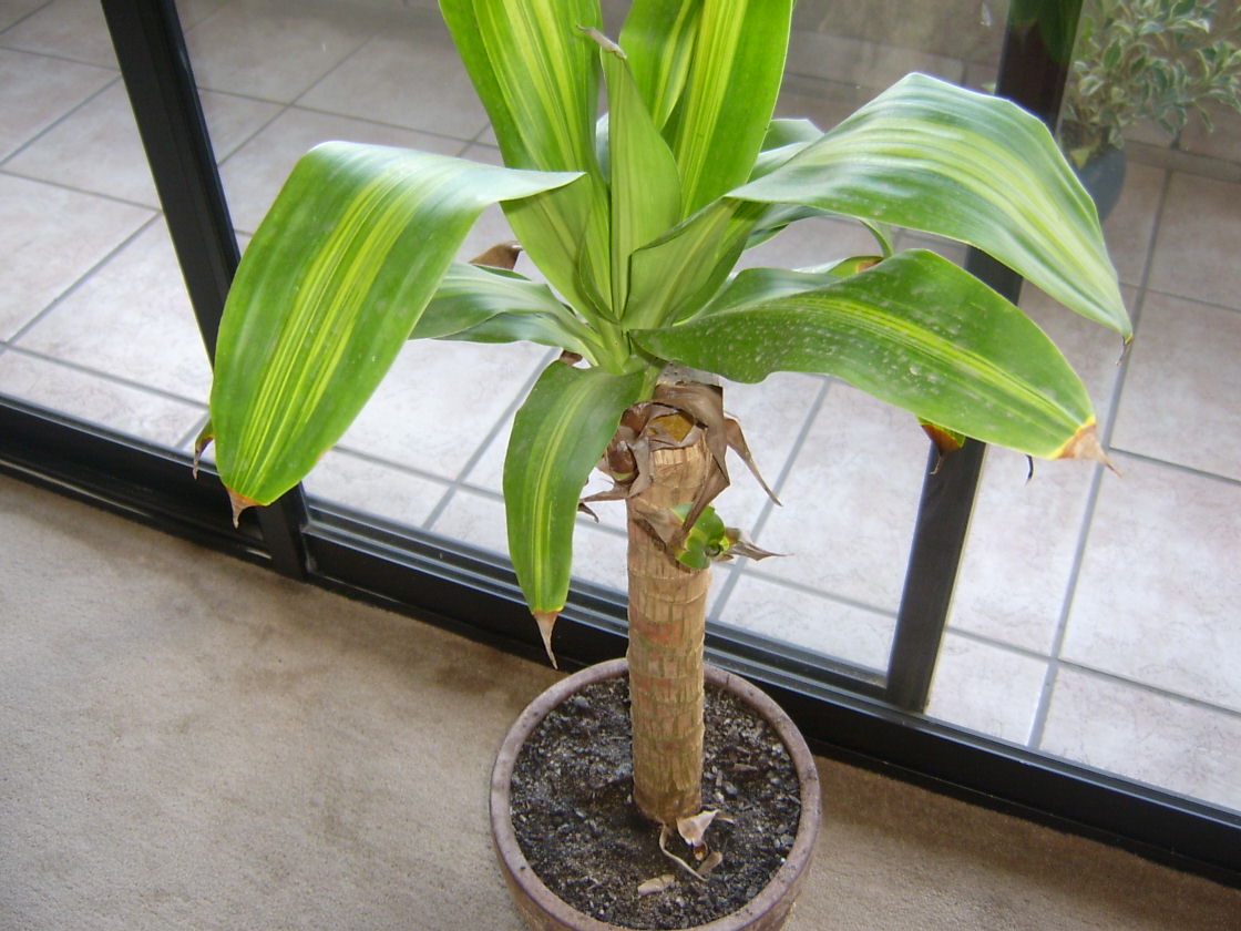 [Foto de planta, jardin, jardineria]