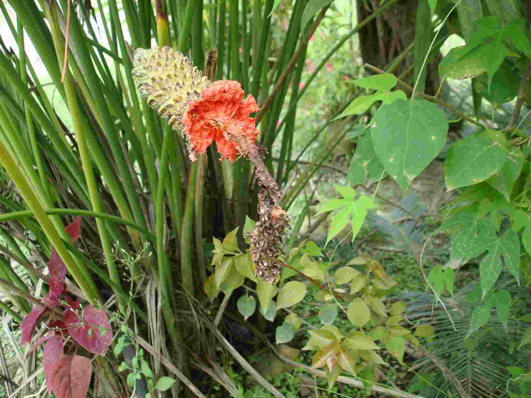 [Foto de planta, jardin, jardineria]