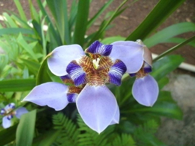 [Foto de planta, jardin, jardineria]