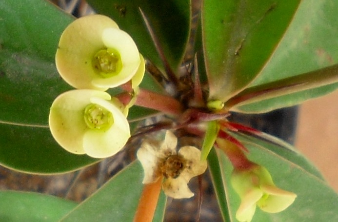 [Foto de planta, jardin, jardineria]