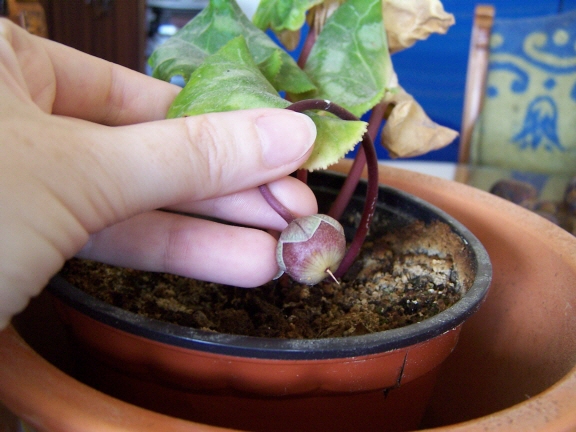 [Foto de planta, jardin, jardineria]