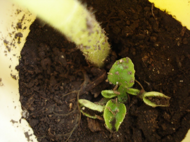 [Foto de planta, jardin, jardineria]