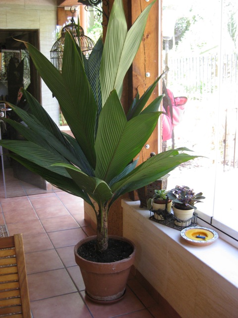 [Foto de planta, jardin, jardineria]