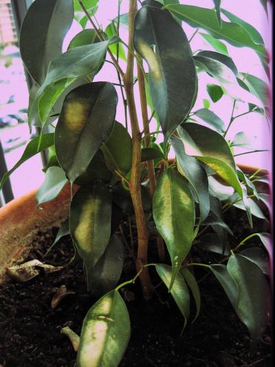 [Foto de planta, jardin, jardineria]