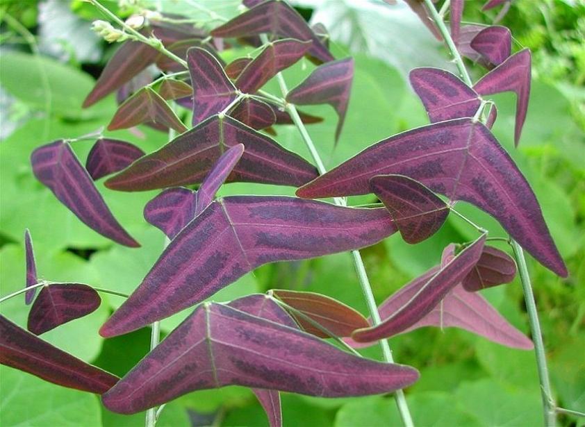 [Foto de planta, jardin, jardineria]