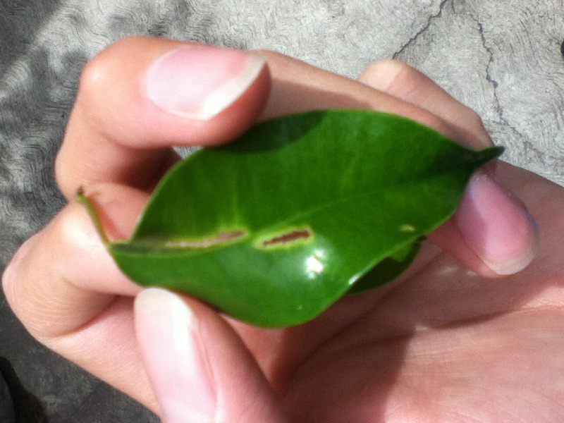 [Foto de planta, jardin, jardineria]