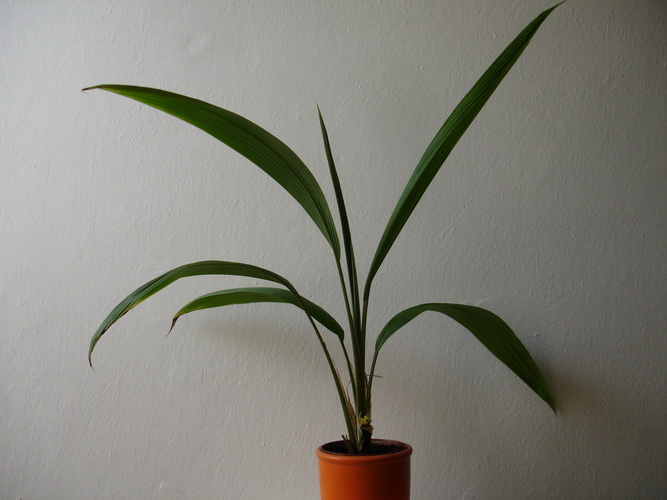 [Foto de planta, jardin, jardineria]