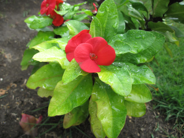 [Foto de planta, jardin, jardineria]