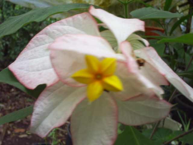 [Foto de planta, jardin, jardineria]