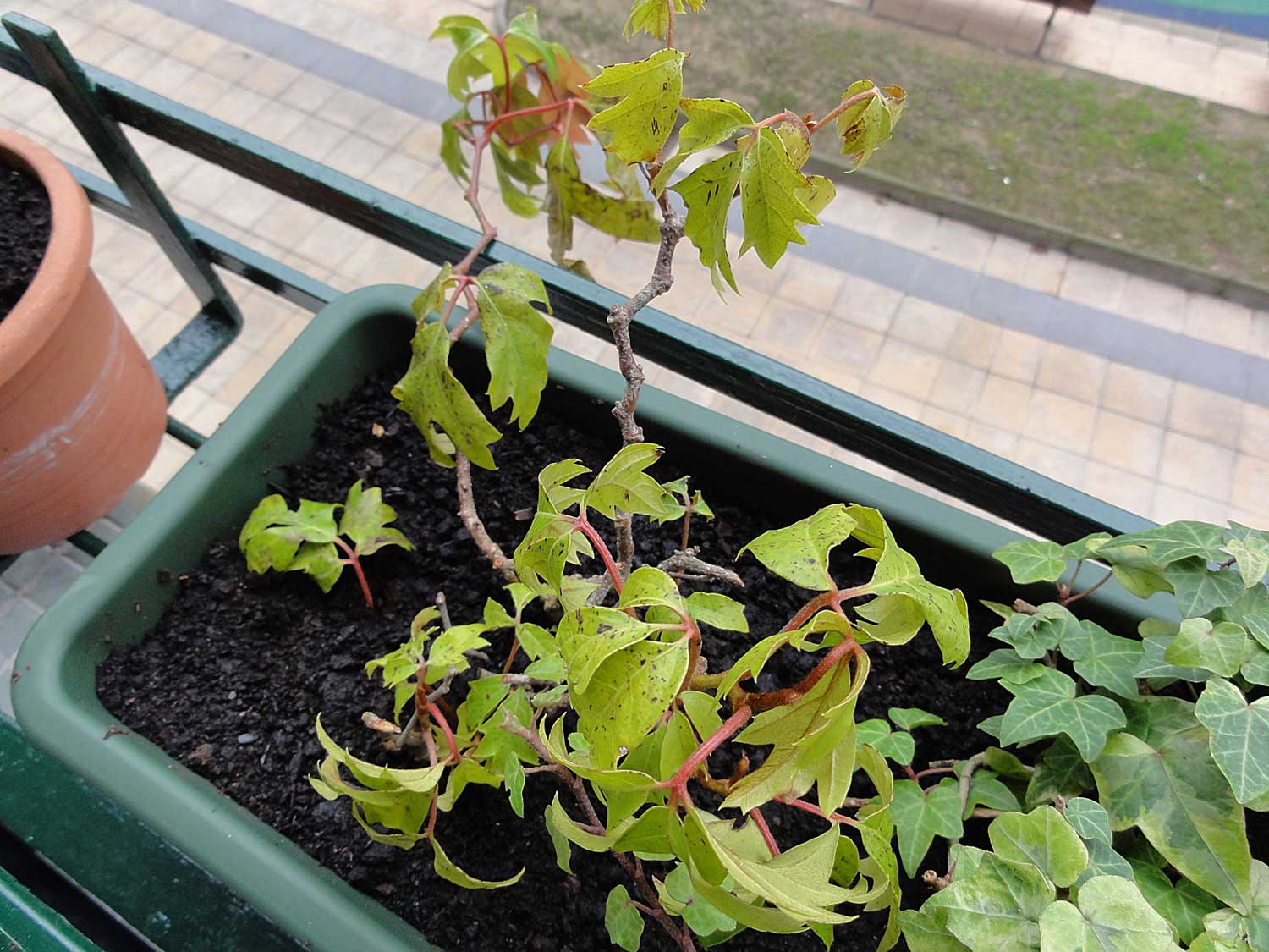 [Foto de planta, jardin, jardineria]