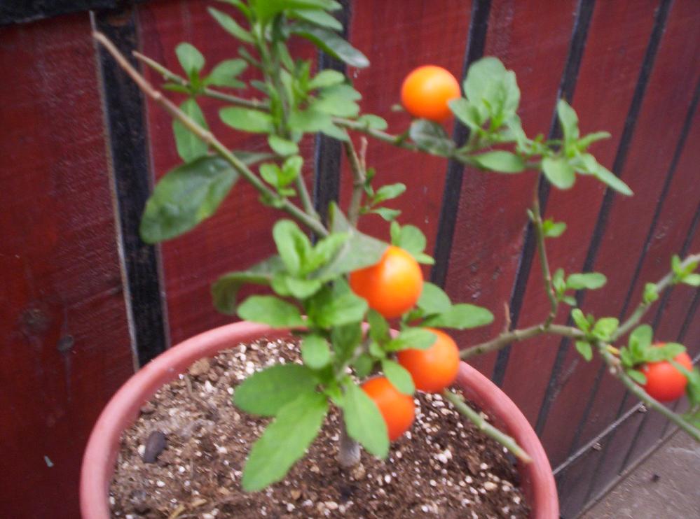 [Foto de planta, jardin, jardineria]