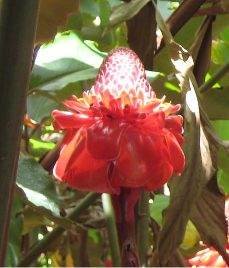 [Foto de planta, jardin, jardineria]