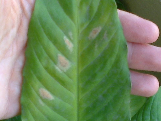 [Foto de planta, jardin, jardineria]