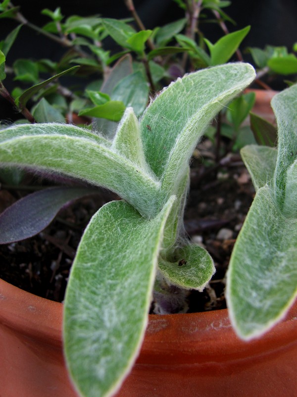 [Foto de planta, jardin, jardineria]