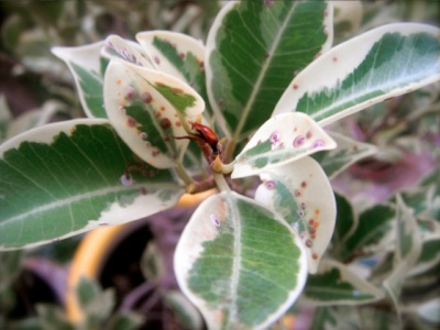 [Foto de planta, jardin, jardineria]