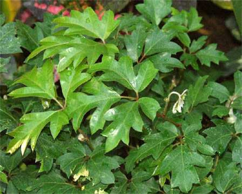 [Foto de planta, jardin, jardineria]