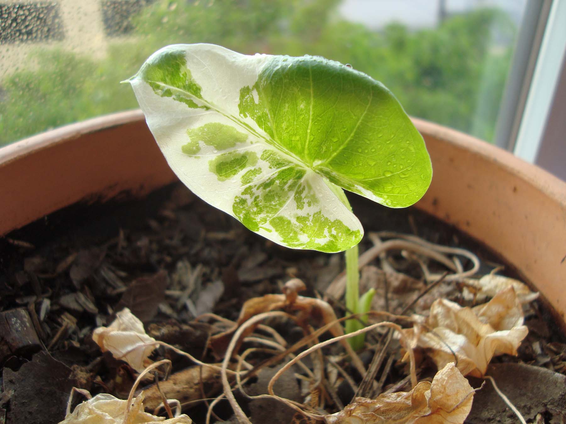 [Foto de planta, jardin, jardineria]