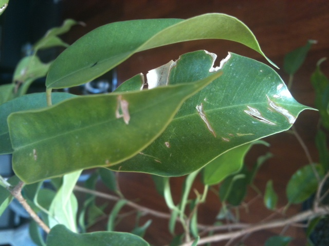 [Foto de planta, jardin, jardineria]