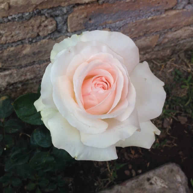 ROSA NEGRA. - Foro de InfoJardín  Rosas negras, Flores bonitas, Rosas  bonitas