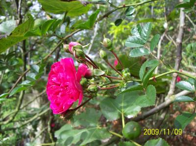 [Foto de planta, jardin, jardineria]