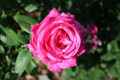 [Foto de planta, jardin, jardineria]