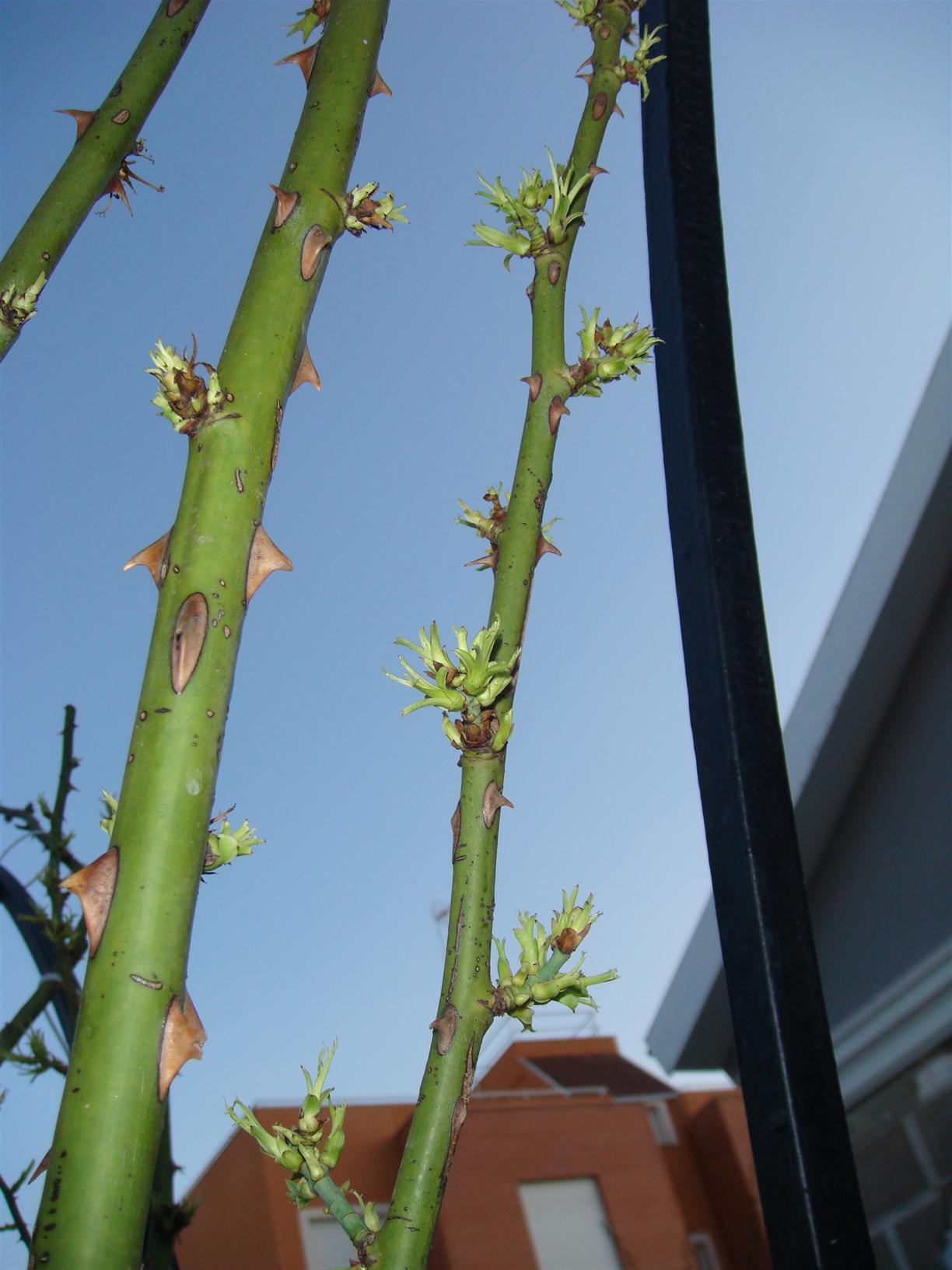 [Foto de planta, jardin, jardineria]