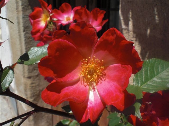 [Foto de planta, jardin, jardineria]