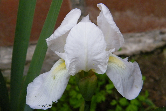 [Foto de planta, jardin, jardineria]