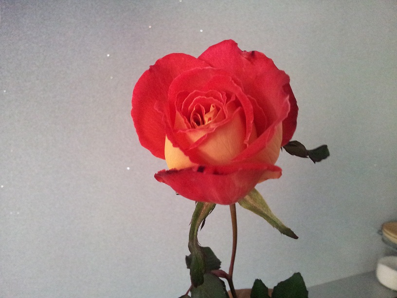ROSA NEGRA. - Foro de InfoJardín  Rosas negras, Flores bonitas, Rosas  bonitas