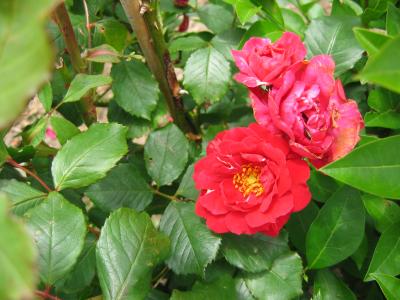 ROSA NEGRA. - Foro de InfoJardín  Rosas negras, Flores bonitas, Rosas  bonitas