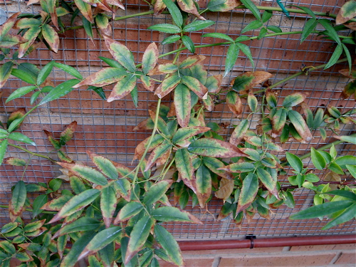 [Foto de planta, jardin, jardineria]