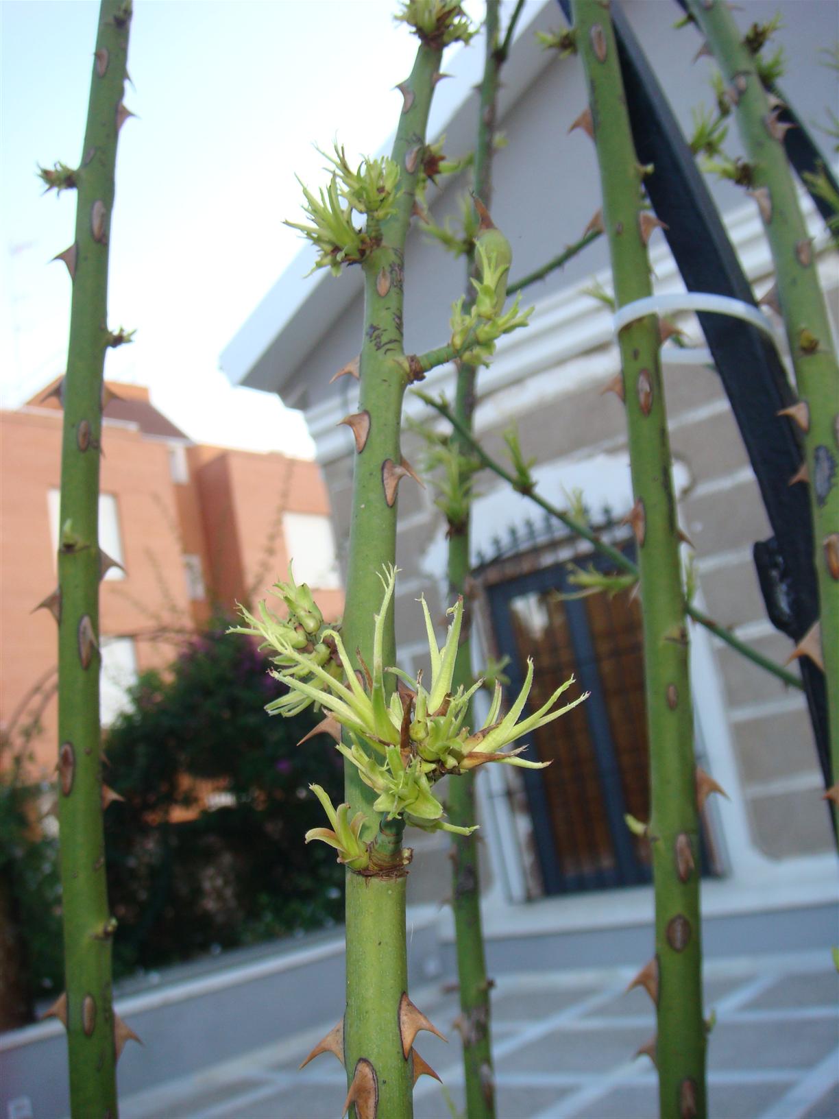 [Foto de planta, jardin, jardineria]