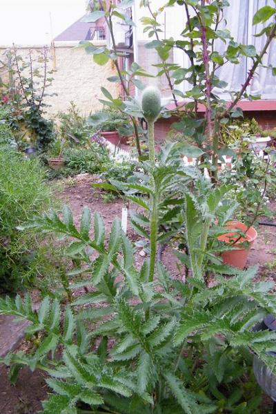 [Foto de planta, jardin, jardineria]