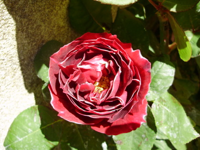 [Foto de planta, jardin, jardineria]