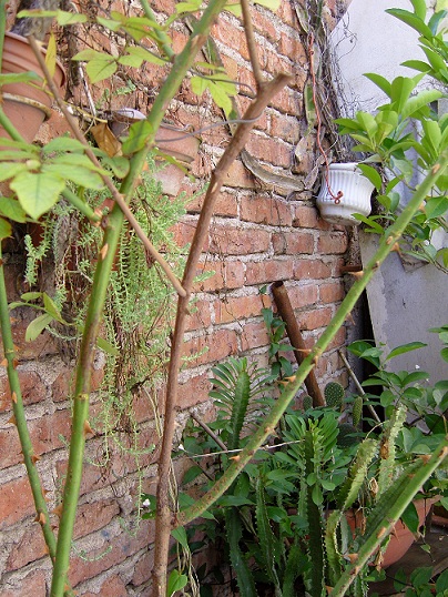 [Foto de planta, jardin, jardineria]