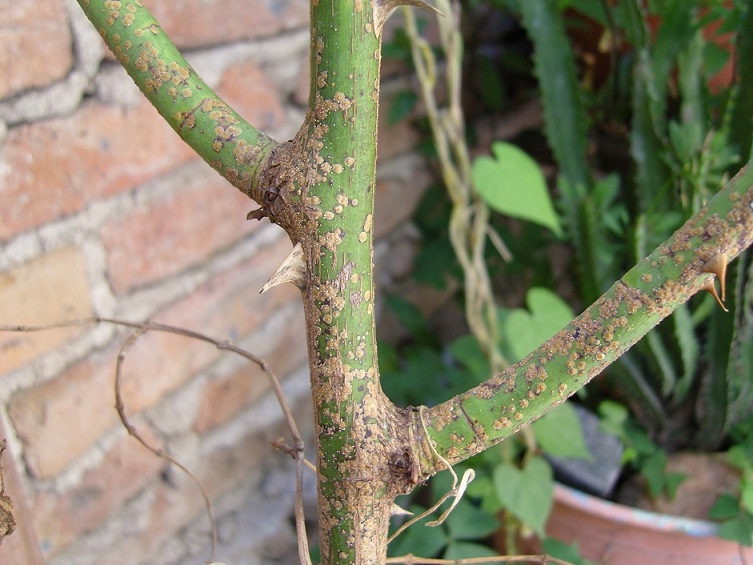 [Foto de planta, jardin, jardineria]