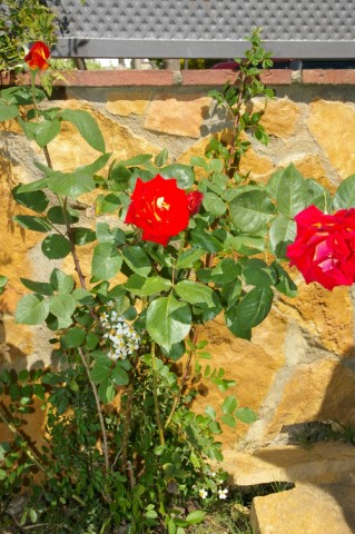 [Foto de planta, jardin, jardineria]