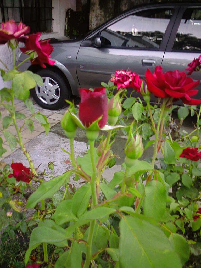 ROSA NEGRA. - Foro de InfoJardín  Rosas negras, Flores bonitas, Rosas  bonitas